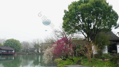 杭州西溪湿地春天梅花盛开